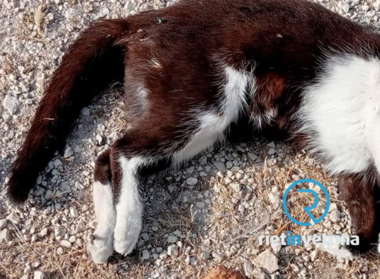 A Monticchiolo di Contigliano morti avvelenati gatti di colonia e un cane domestico
