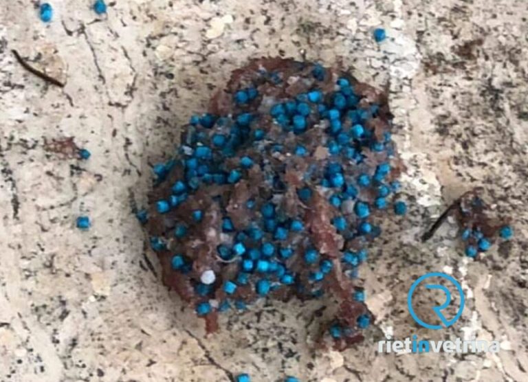 Cane trova polpetta avvelenata in zona Residenziale a Rieti. Salvo per miracolo
