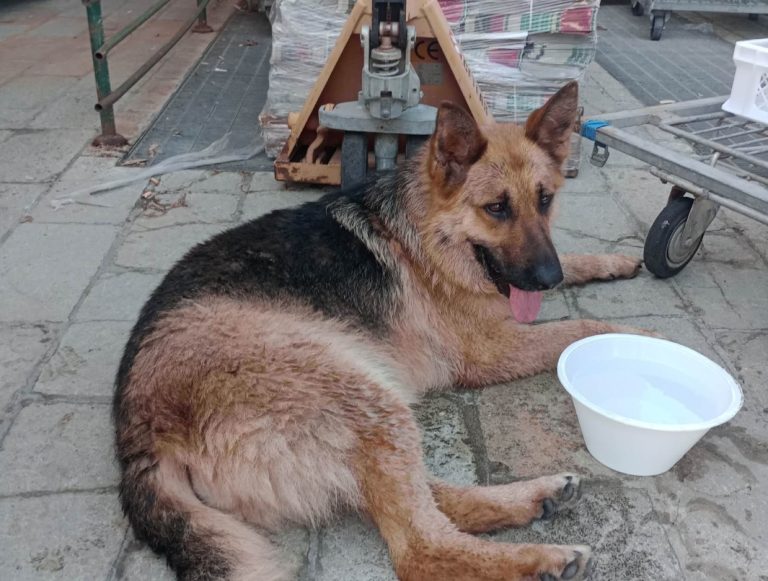 Pastore Tedesco femmina vaga in centro storico a Rieti. Si cercano i familiari