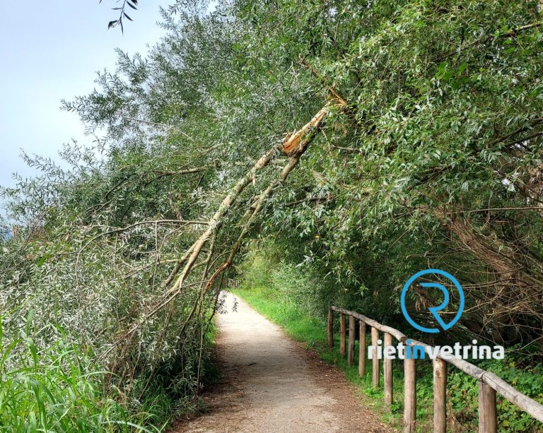 SEI TU IL REPORTER – “Rami pericolanti nella ciclabile tra Porta d’Arce e Borgo”