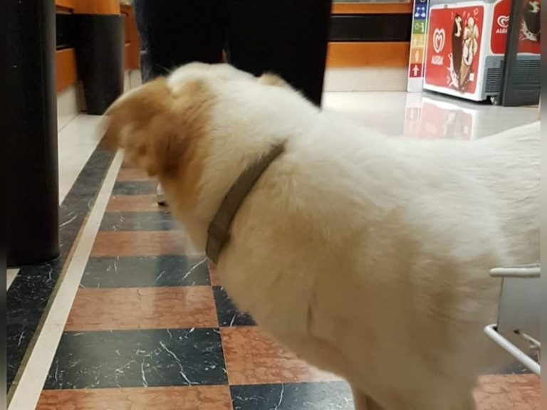 Bisogna aiutare questo cane vagante in piazza del Comune a Rieti