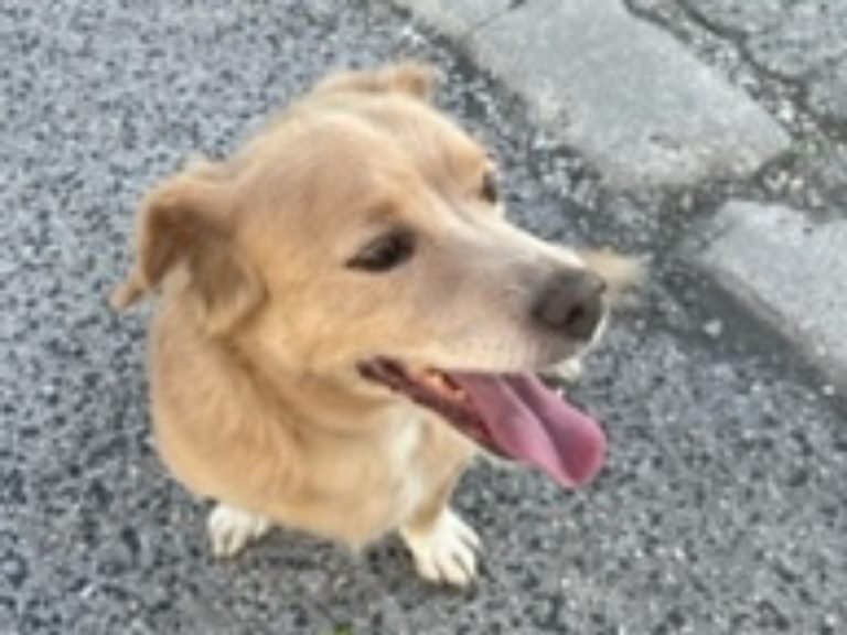 “Cane forse disperso sulla Ciclabile di Rieti”