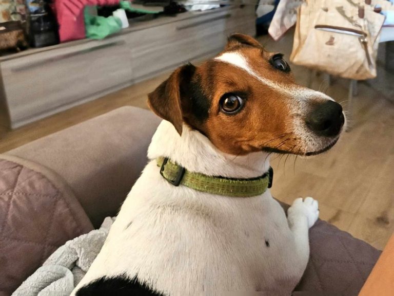 E’ scomparsa la mia cagnolina. Aiutatemi
