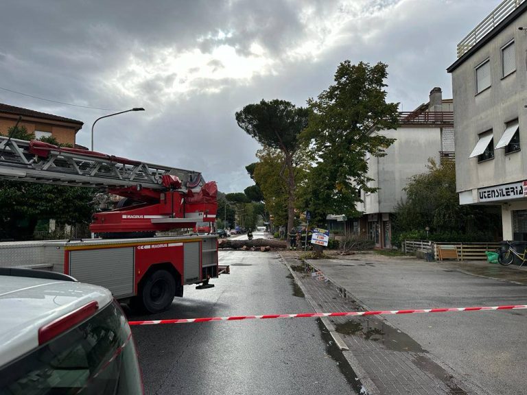 Albero pericolante in via del Terminillo, chiuso incrocio con Piazza Tevere