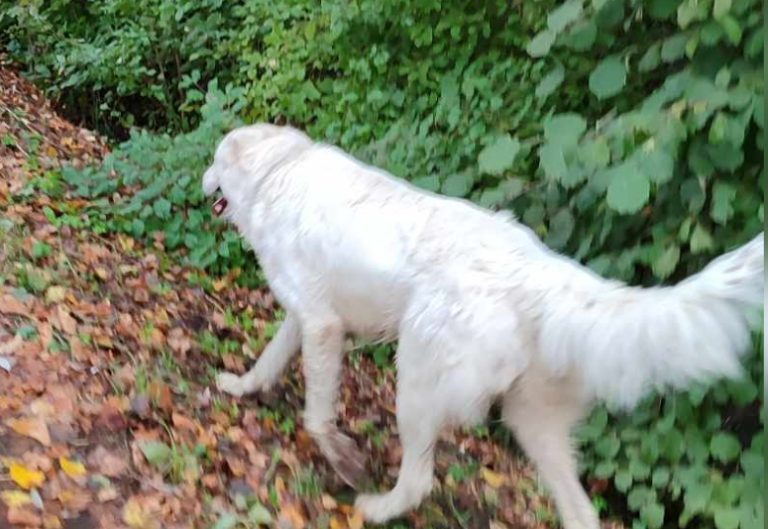 “Tre cani hanno tentato di mordere il mio cagnolino sulla Ciclabile. Chi è che li lascia liberi?”