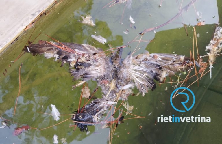 SEI TU IL REPORTER – “Nella Fontana di Ito tre piccioni morti e larve di zanzara”