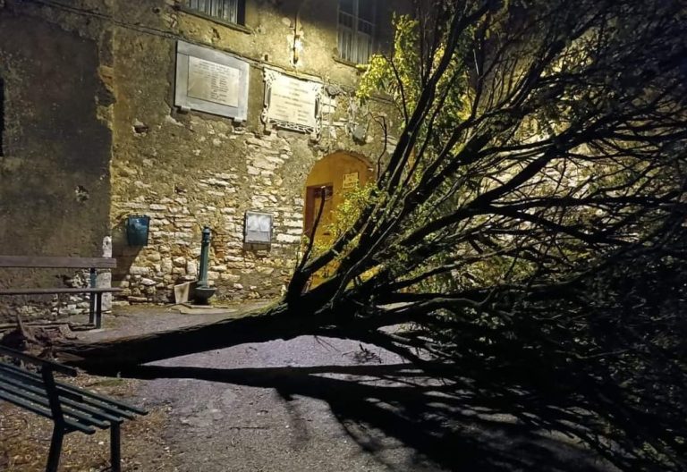Cerchiara, il maltempo spezza un albero