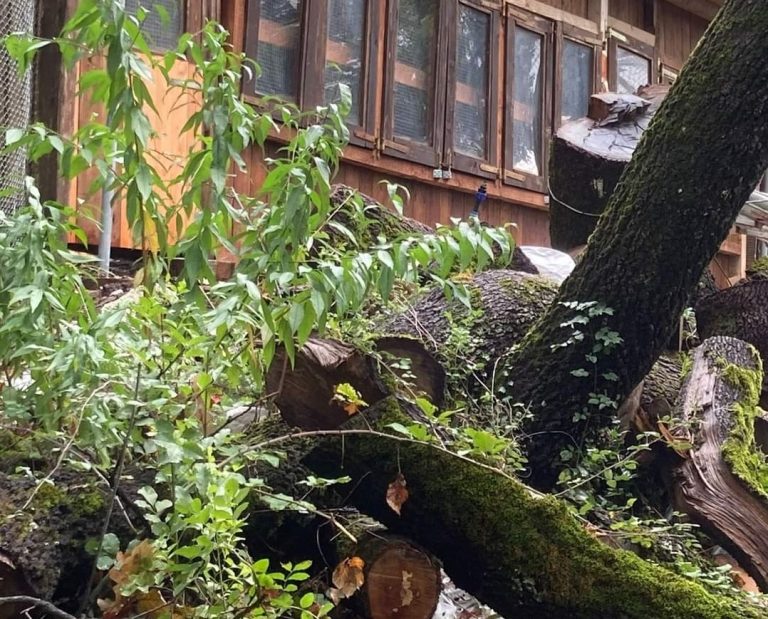 Grossa quercia distrusse ricovero per Primati. Al Parco dell’Abatino conclusi i lavori di ripristino