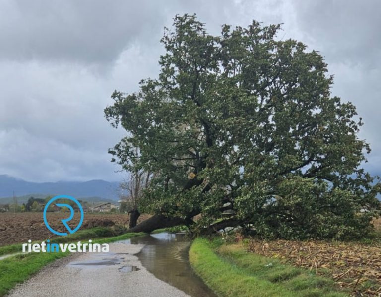 Albero sradicato in via Pratolungo
