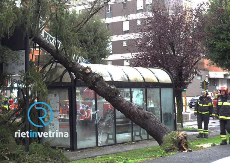 Albero caduto in viale Matteucci. Strada interrotta