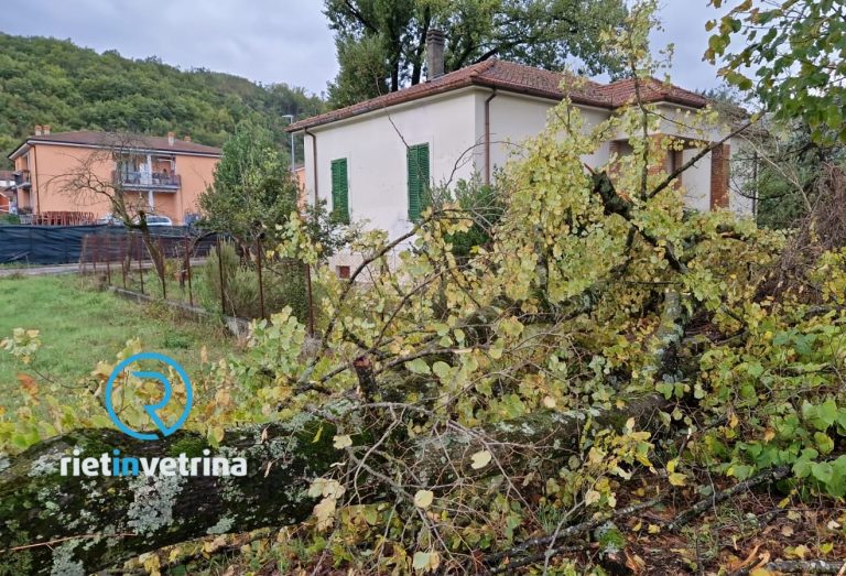 Piani Poggio Fidoni, albero spezzato dal vento
