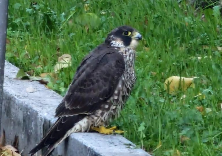 Falco Pellegrino soccorso a Porta Conca. Operato ad un’ala
