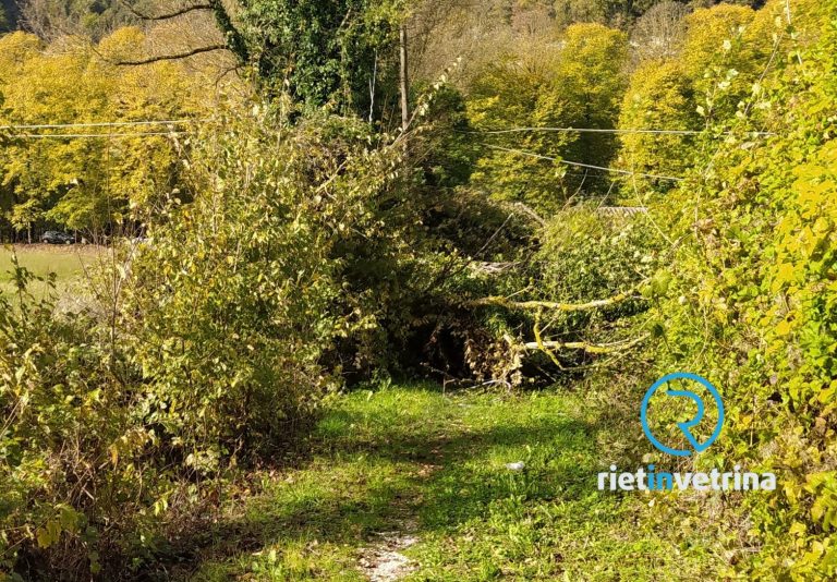 SEI TU IL REPORTER – “Il sentiero della Via di Francesco interrotto da un albero caduto”