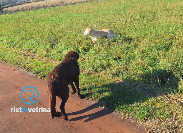 Due cani vaganti sulla ciclabile direzione Chiesa Nuova. Uno era caduto in un fosso