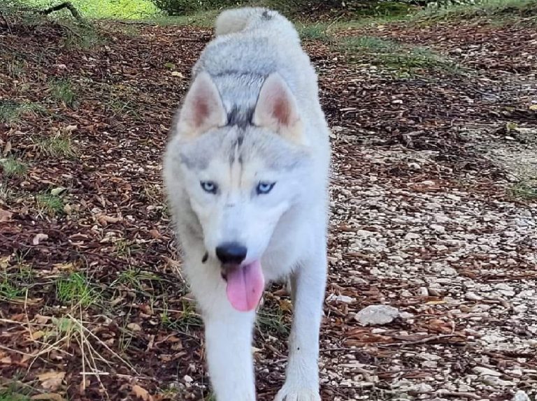 Husky bianco smarrito zona Faggio di San Francesco a Rivodutri