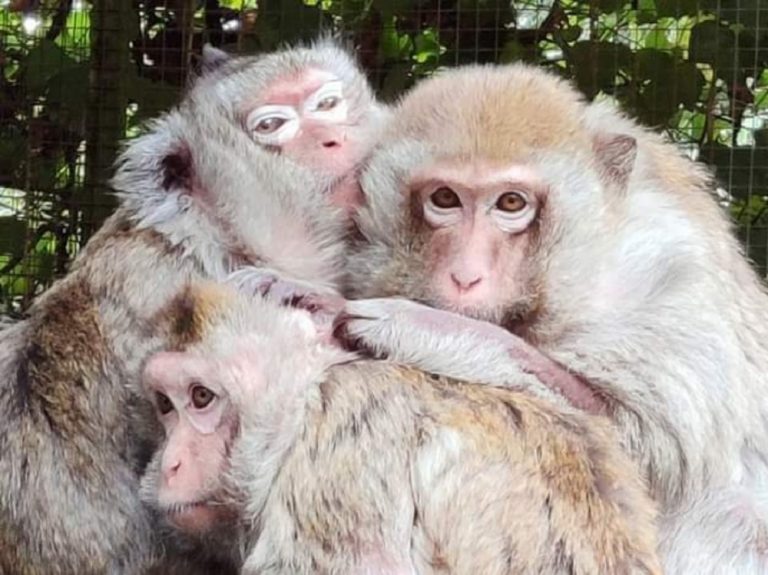Il Parco Faunistico Piano dell’Abatino chiede aiuto per queste anziane scimmie Macaca Fascicularis