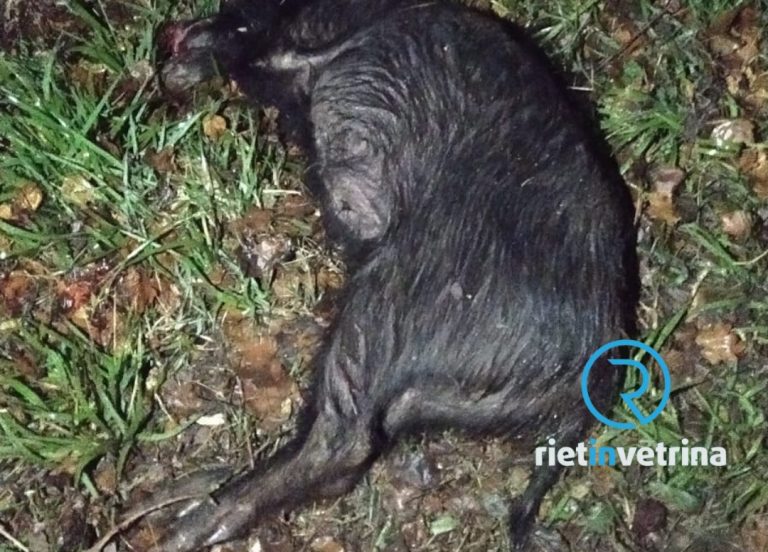 Incidente auto – cinghiale sulla SS 313. Macchina distrutta