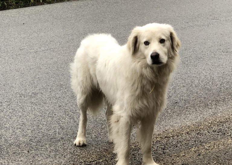 Cane vagante a Contigliano. Chi lo ha smarrito?