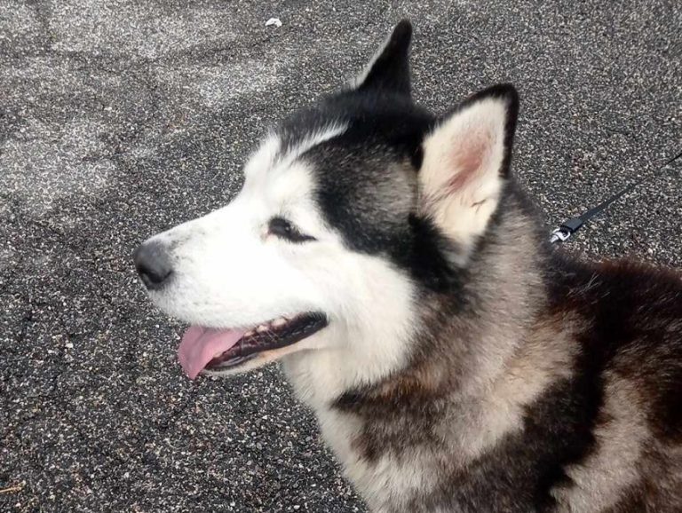Husky sulla Salaria per Roma. Soccorso e riconsegnato alla famiglia
