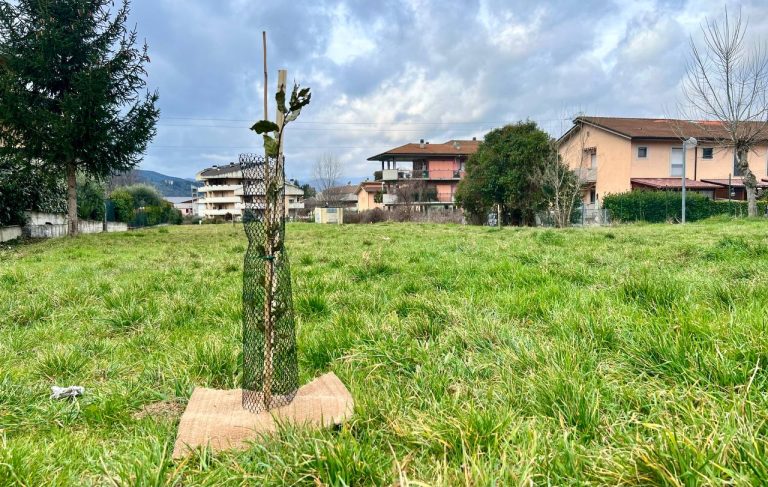Campoloniano, messi a dimora 45 nuovi alberi