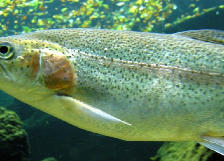 Pesca, nel Lazio autorizzata immissione Trota Iridea