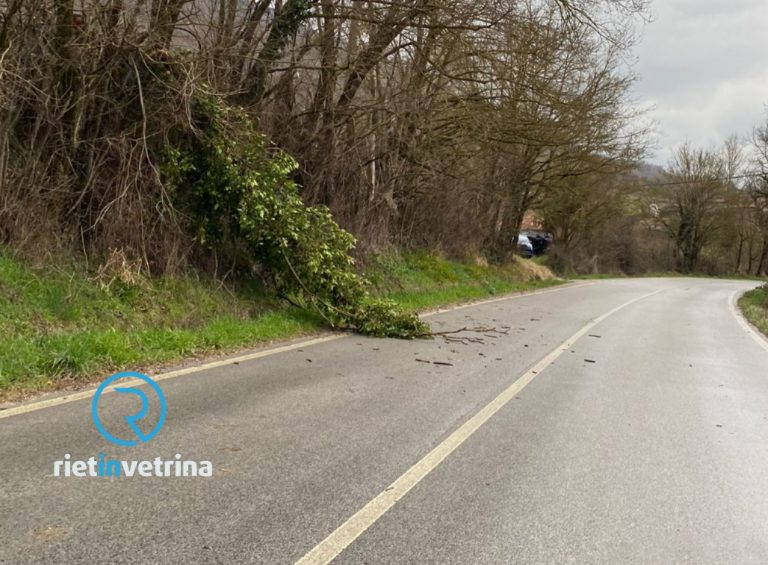 Maltempo, caduto albero sulla Tancia