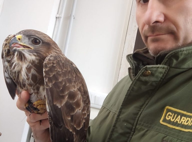 Salvata una Poiana con ala fratturata a Collalto Sabino