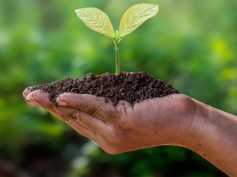 405 nuove piante nei parchi di Stimigliano grazie al Progetto Ossigeno