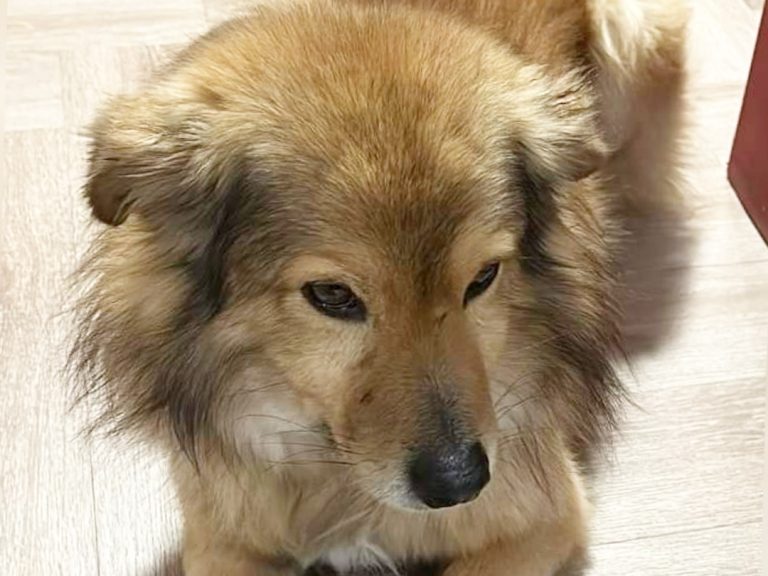 Cane trovato avvelenato a Cantalice. È ricoverato in gravi condizioni