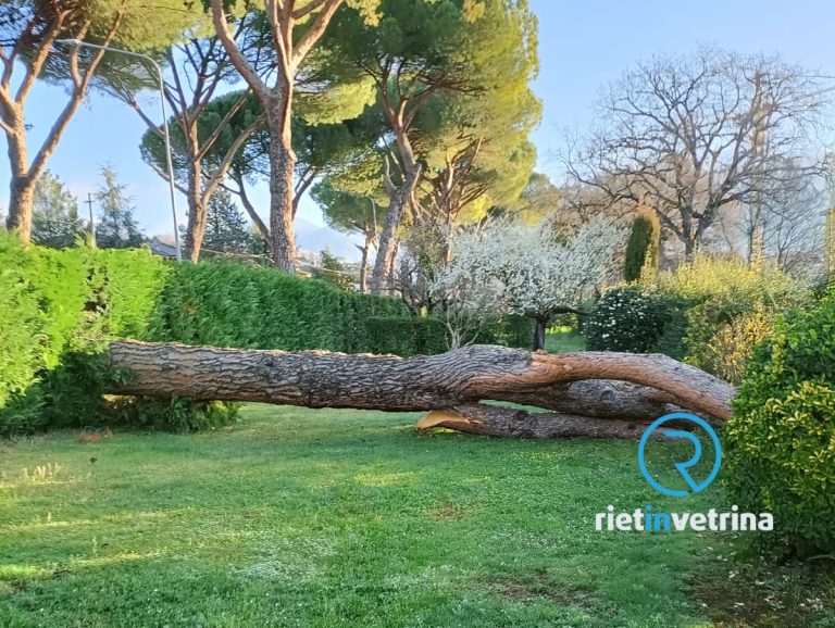 L’albero caduto sulla Terminillese poteva cascare in strada in pieno traffico mattutino