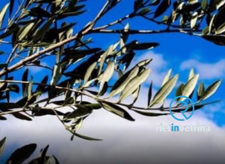 Buona Domenica delle Palme da Rietinvetrina
