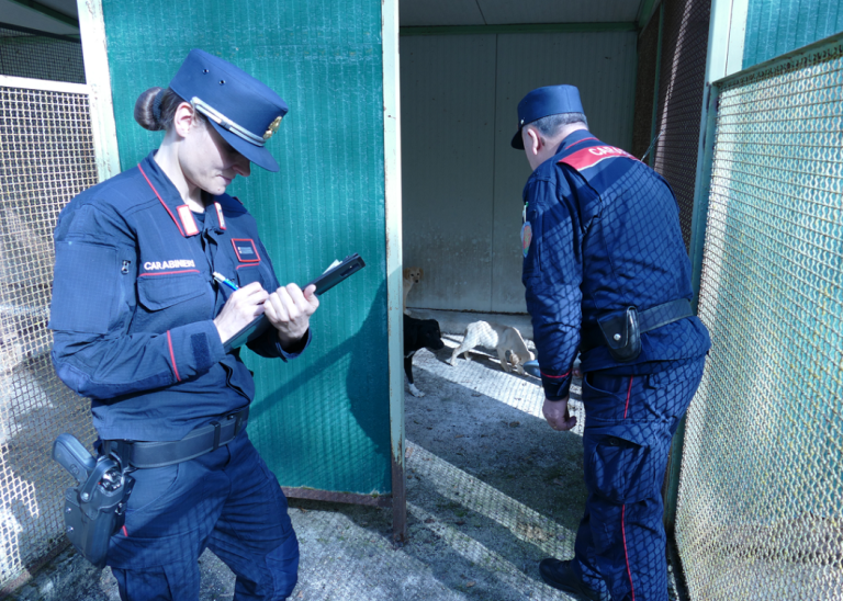 Anche LNDC denuncia la allevatrice che deteneva 39 cani illegalmente