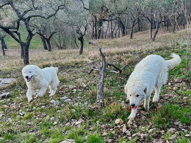 Paradis e Bonatti del reatino Roberto Palozzi vincono il World Dog Show di Zagabria