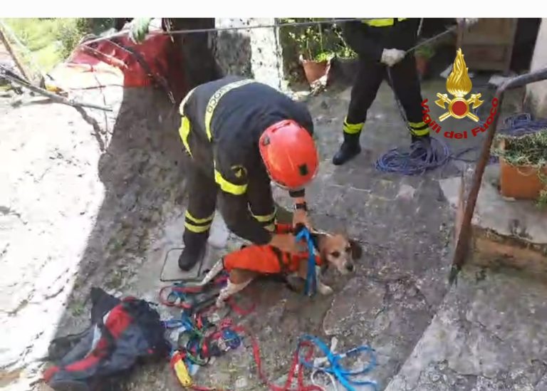 I VVF salvano cane caduto da una parete rocciosa