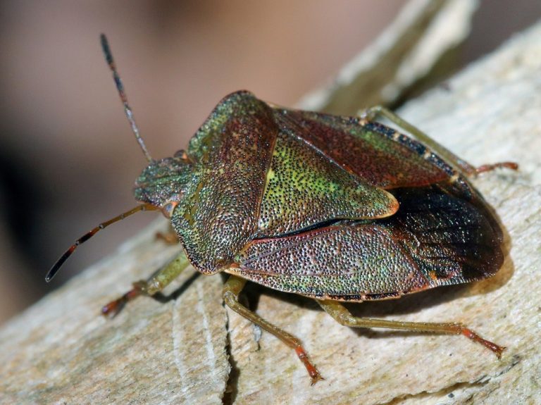 Lazio, al via la lotta biologica alla cimice asiatica
