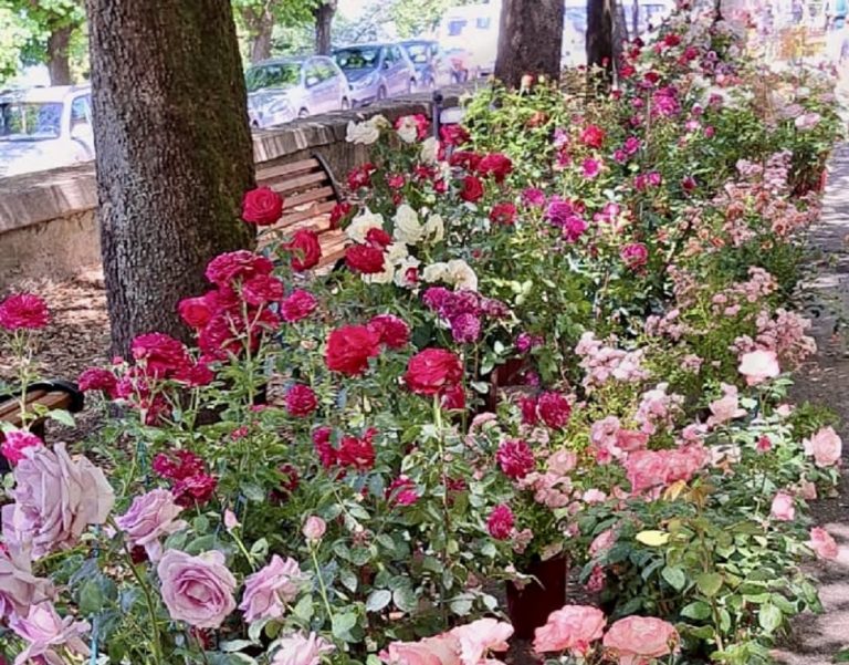 L’1 ed il 2 giugno a Fara in Sabina c’è “Passeggiando tra le rose”