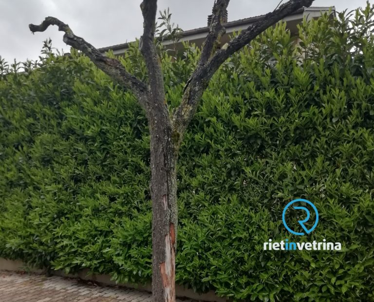 SEI TU IL REPORTER – “Pianta secca e pericolante in via Gerace”