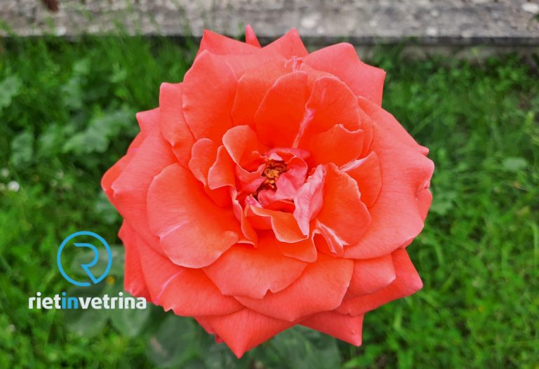 “Passeggiando tra le rose”, sabato 1° giugno a Fara in Sabina