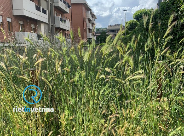 SEI TU IL REPORTER – “Il Comune di Rieti intervenga in via Cipriani, è diventata un bosco”