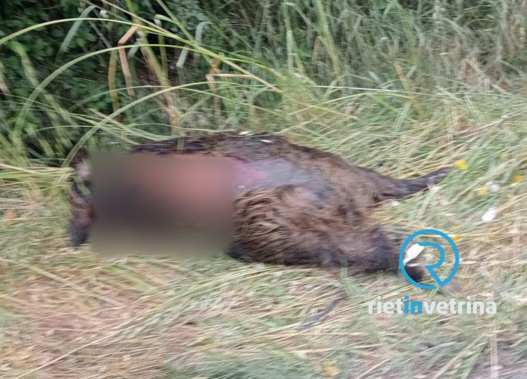 SEI TU IL REPORTER – “Quando toglierete questo cinghiale morto da giorni a Cittaducale?”