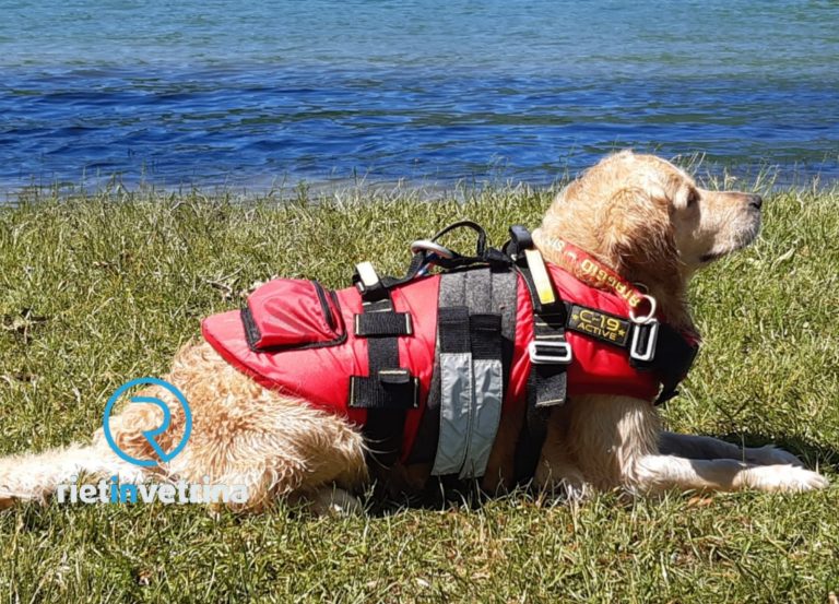 Il 25 maggio sul Lago del Salto oltre cento cani salvataggio SICS