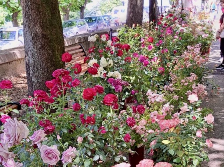 “Passeggiando tra le rose 2024” – IL PROGRAMMA COMPLETO