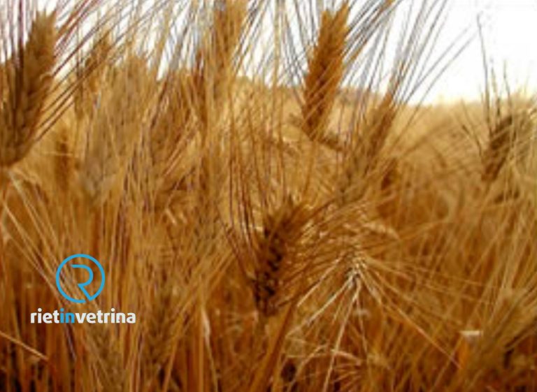 Agrivoltaico: tra criticità, opportunità e scelte progettuali, webinar il 30 maggio