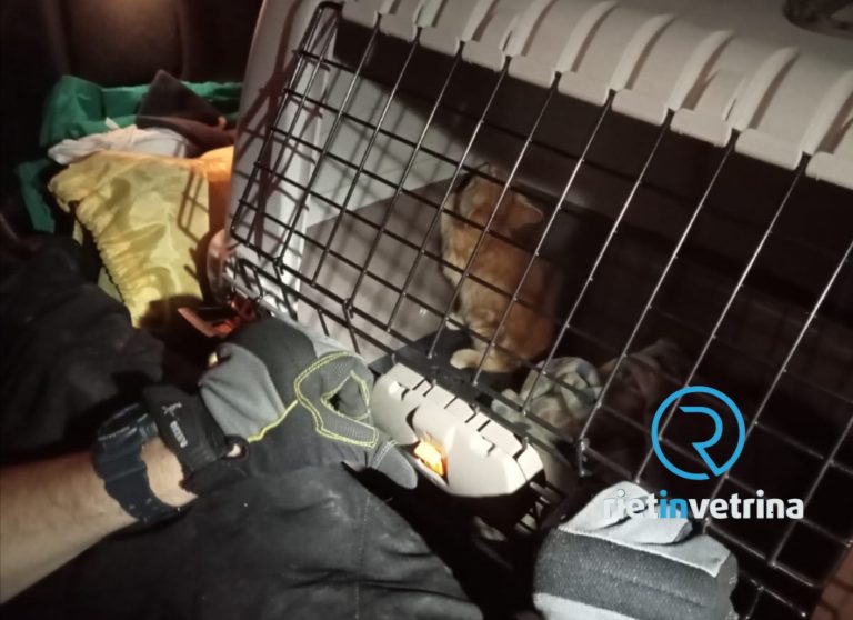 Pompieri salvano gattino rimasto incastrato alla Viscosa di Rieti su segnalazione di una cittadina