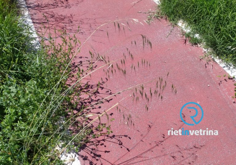 SEI TU IL REPORTER – “ASM intervenga sulla Pista Ciclabile zona aeroporto. Ormai un bosco”