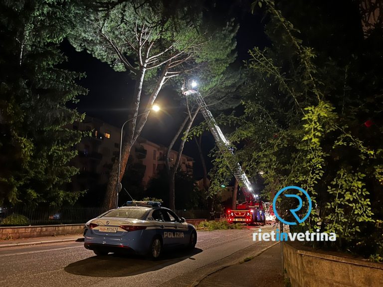 Rami pericolanti in via Pietro Boschi, sul posto VVF e Polizia
