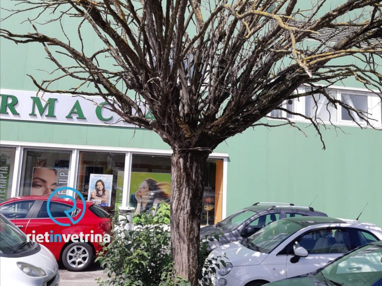 SEI TU IL REPORTER – “Questo albero in piazzale Angelucci sembra essere pericolante”