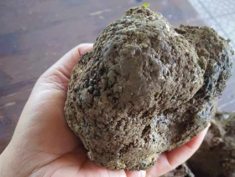 “Rieti, la sua provincia, il suo Tartufo” il 6 e 7 luglio evento di divulgazione e valorizzazione del tartufo reatino