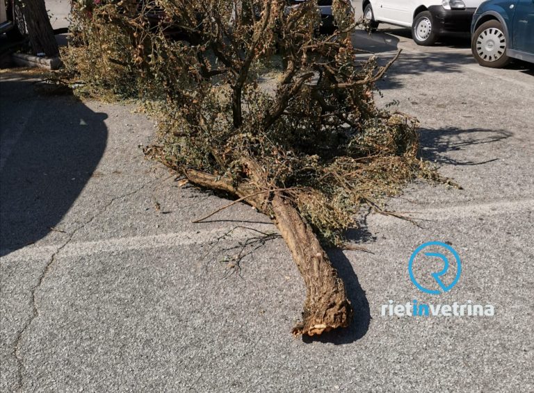 L’albero secco e instabile di piazzale Angelucci segnalato su Rietinvetrina non è più un pericolo