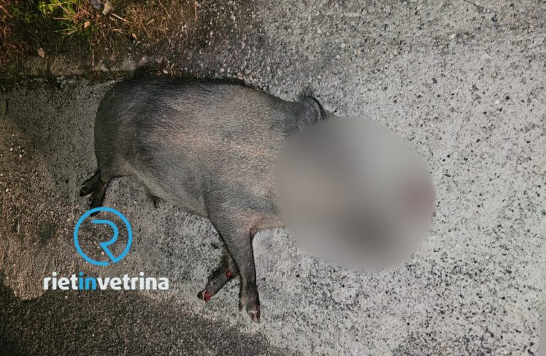 Nuovo incidente auto – cinghiale sulla Tancia. Coinvolto un ragazzo